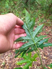 Solanum atropurpureum