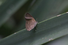 Cissia