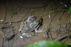 Lithobates berlandieri