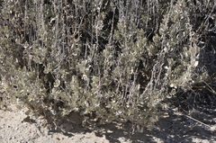 Atriplex obovata