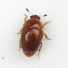 Pallodes pallidus