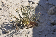 Yucca baileyi