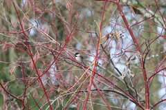 Poecile atricapillus