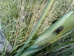 Dendryphantes mordax
