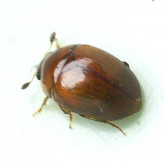 Pallodes pallidus