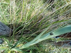 Dendryphantes mordax