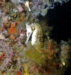 Hippocampus whitei