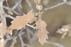 Quercus × undulata