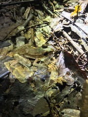 Lithobates berlandieri