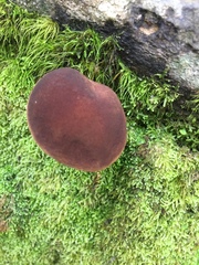 Tylopilus formosus