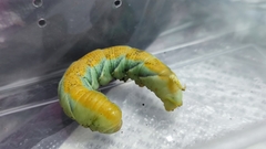 Acherontia
