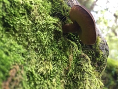 Tylopilus formosus