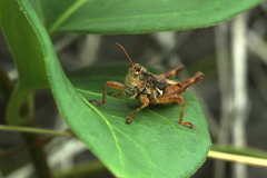 Phaulacridium marginale