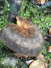 Lactarius novae-zelandiae