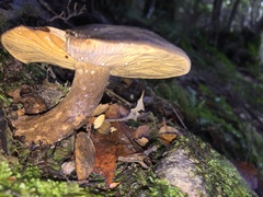 Lactarius novae-zelandiae