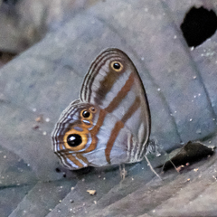 Chloreuptychia hewitsonii