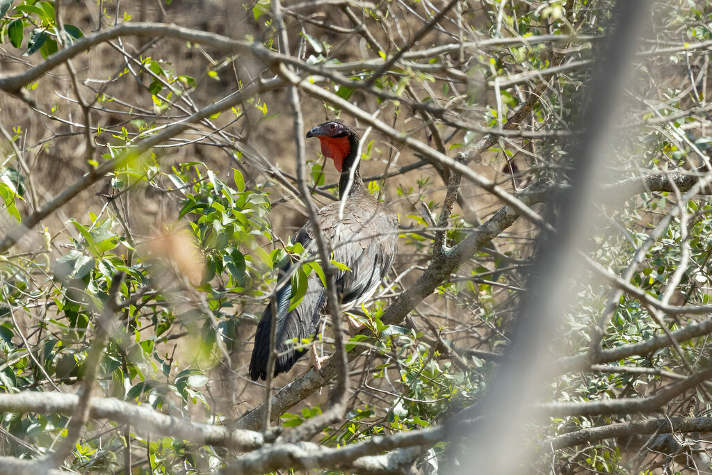 White-winged Guan