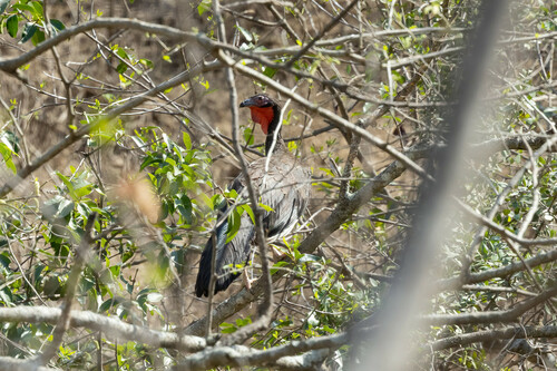 White-winged Guan