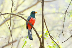 Trogon mesurus