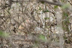 Crypturellus transfasciatus