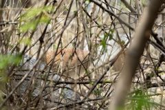 Crypturellus transfasciatus