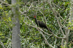 Penelope albipennis