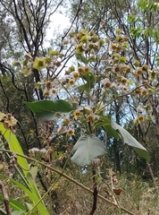 Trichodesma calycosum