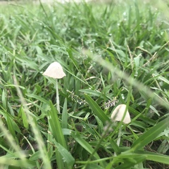 Conocybe apala albipes