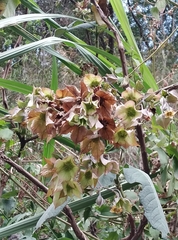Trichodesma calycosum