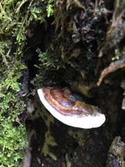 Fomitopsis hemitephra