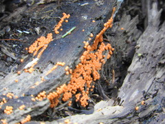 Hydropisphaera peziza