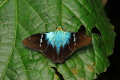 Astraptes fulgerator