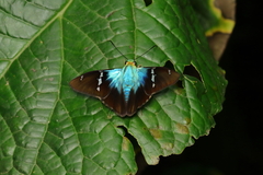 Astraptes fulgerator