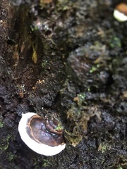 Fomitopsis hemitephra