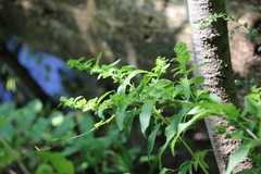 Dasistoma macrophylla