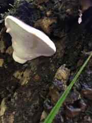 Fomitopsis hemitephra