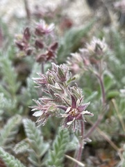 Horkelia hendersonii