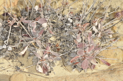 Eriogonum jamesii
