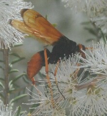 Cryptocheilus australis