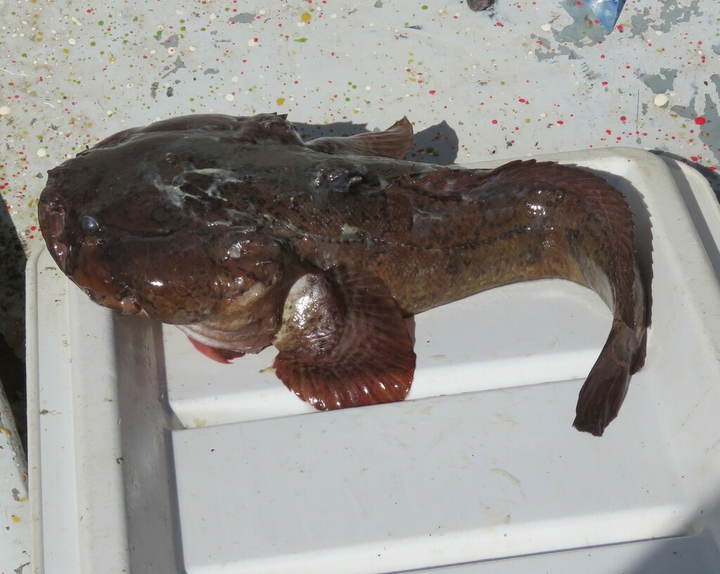 Multipored toadfish (Batrachoides waltersi) — Batrachoididae
