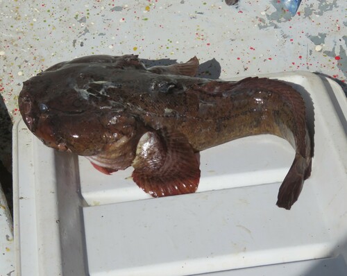 Multipored toadfish (Batrachoides waltersi) — Batrachoididae