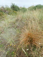 Carex testacea