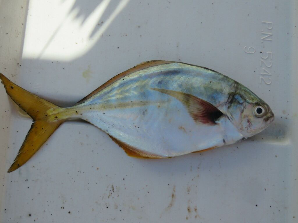 Bluntnose jack (Hemicaranx leucurus) — Carangidae