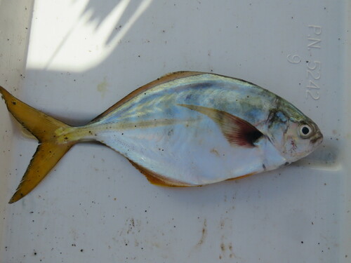 Bluntnose jack (Hemicaranx leucurus) — Carangidae
