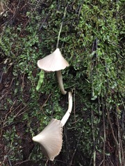 Entoloma canoconicum
