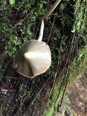Entoloma canoconicum