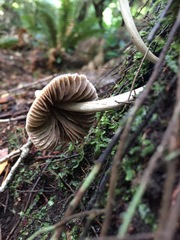 Entoloma canoconicum