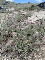 Horkelia hendersonii