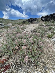 Horkelia hendersonii
