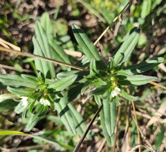 Buglossoides arvensis
